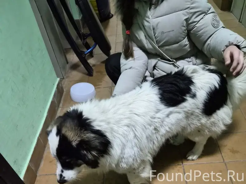 Найден тип собака, Видное