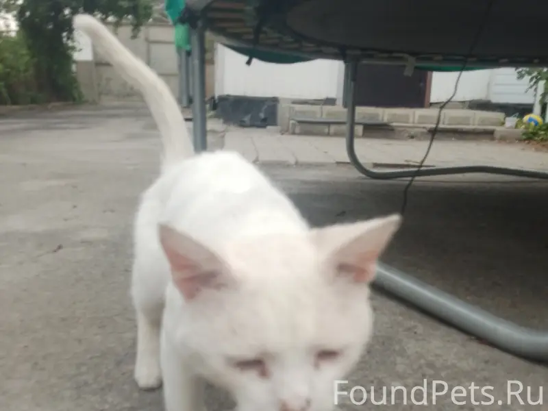 Пропал кот, Село Новобатайск Ростовская область