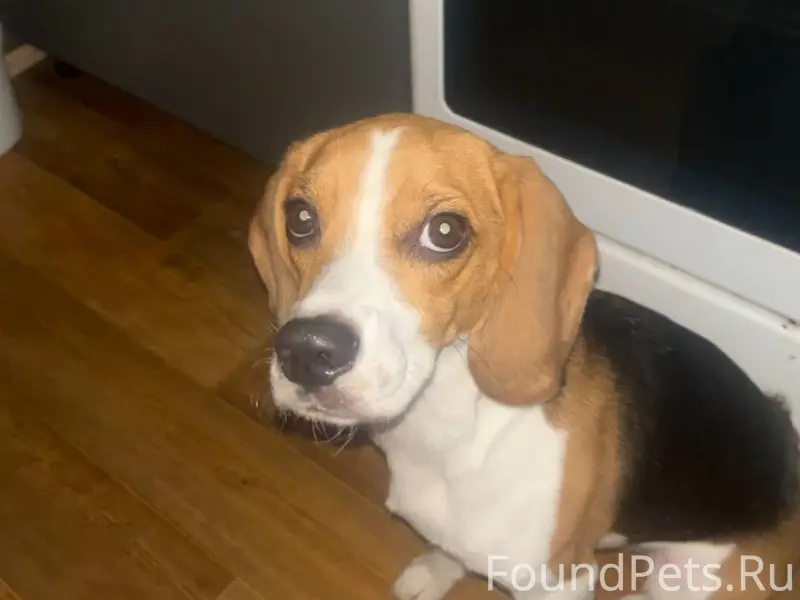 Пропала бигль Белла, улица Циалковского