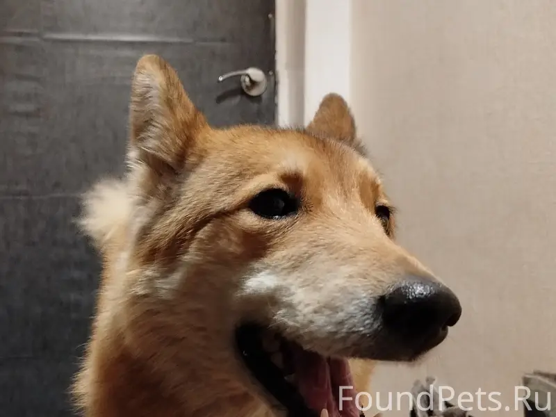 Найденна собака, 10 км от д. Святозеро