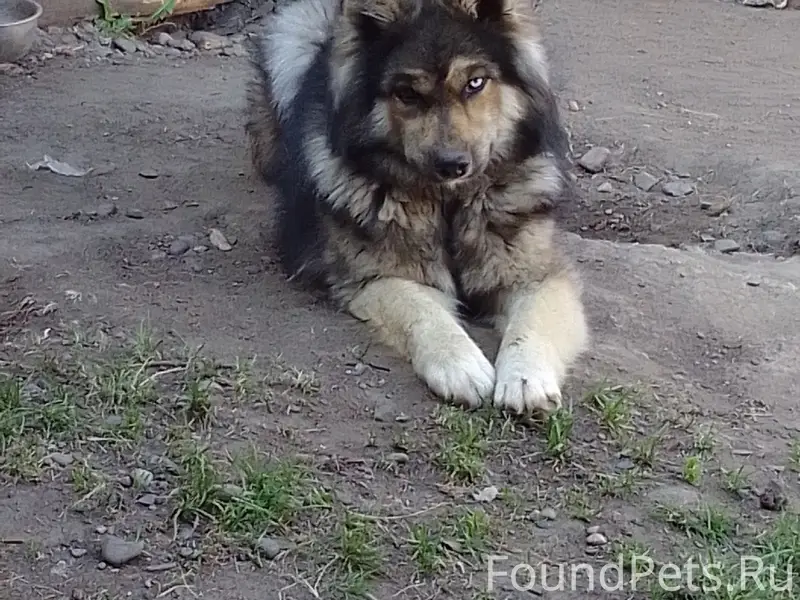 Пропал кобель, Казачинское