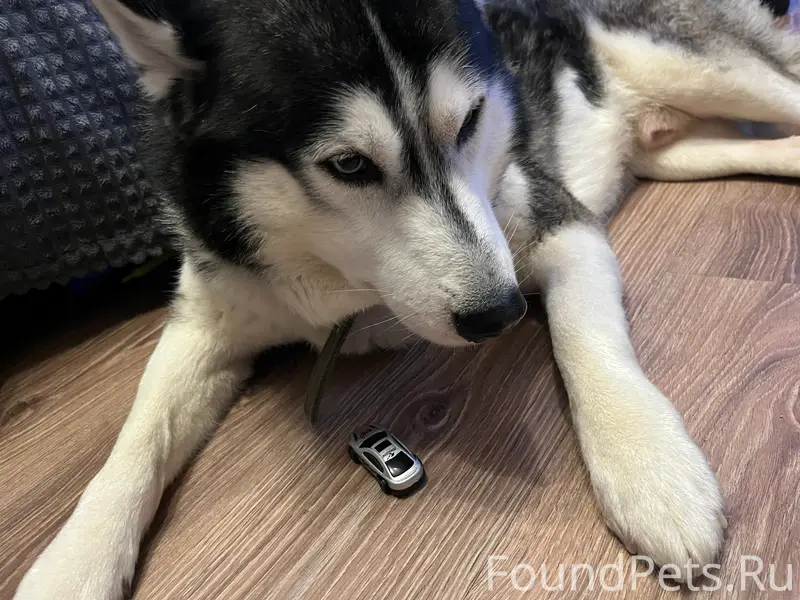 Найден хаски, Индустриальная 66