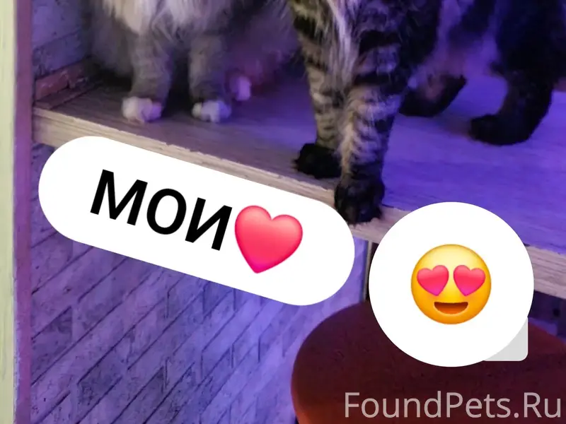 Пропала кошка Симка, Старый город