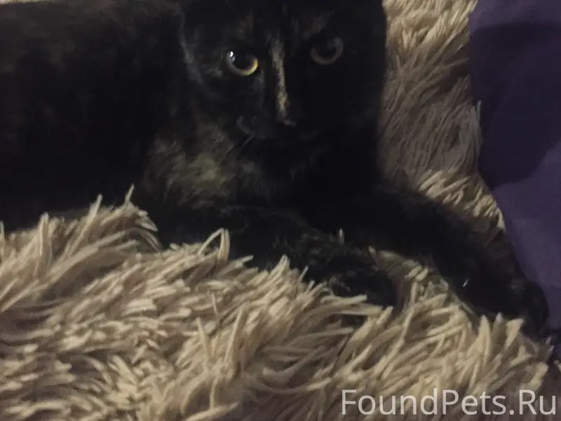 Пропала вислоухая кошка, улица Калинина-пр. Кочубея