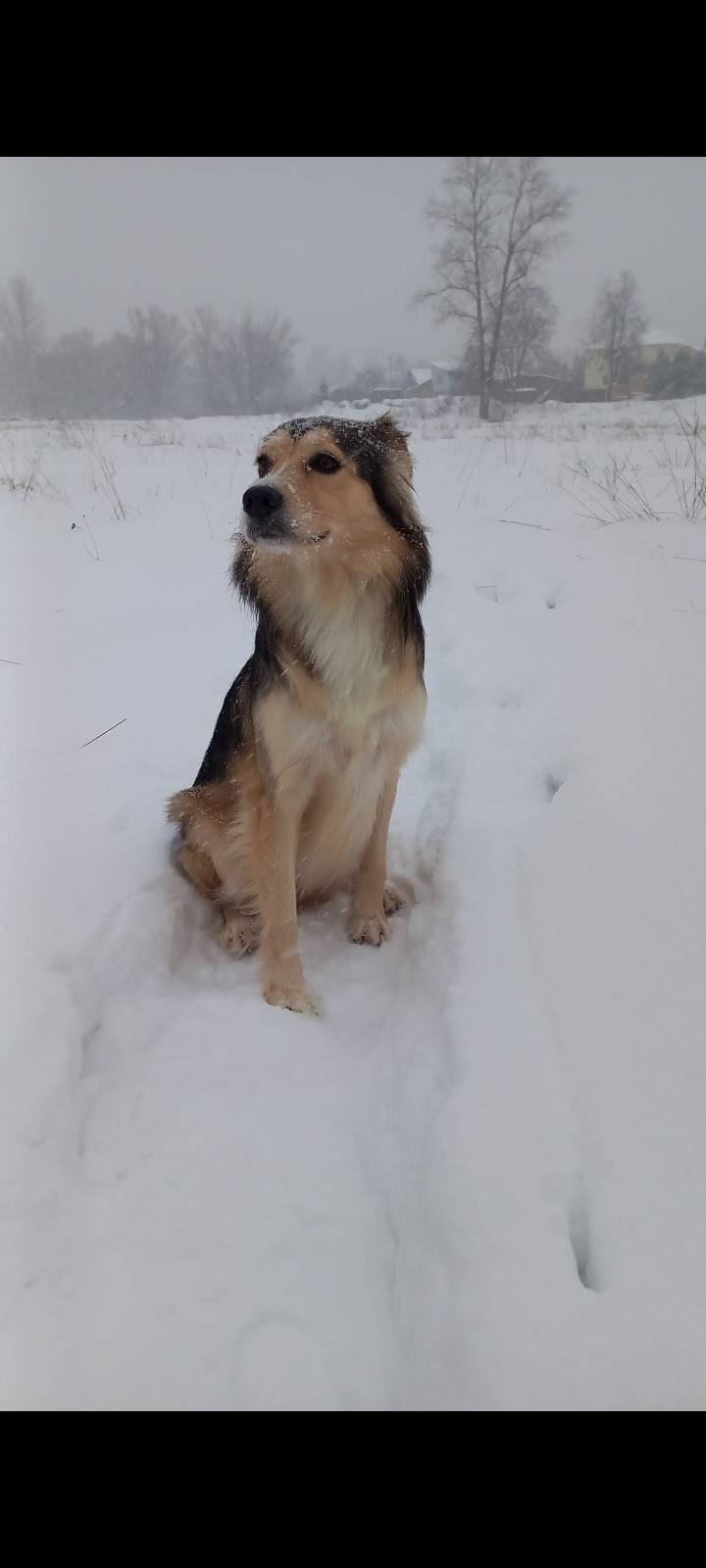 Пропала собака Сёмочка, Орехово-Зуево