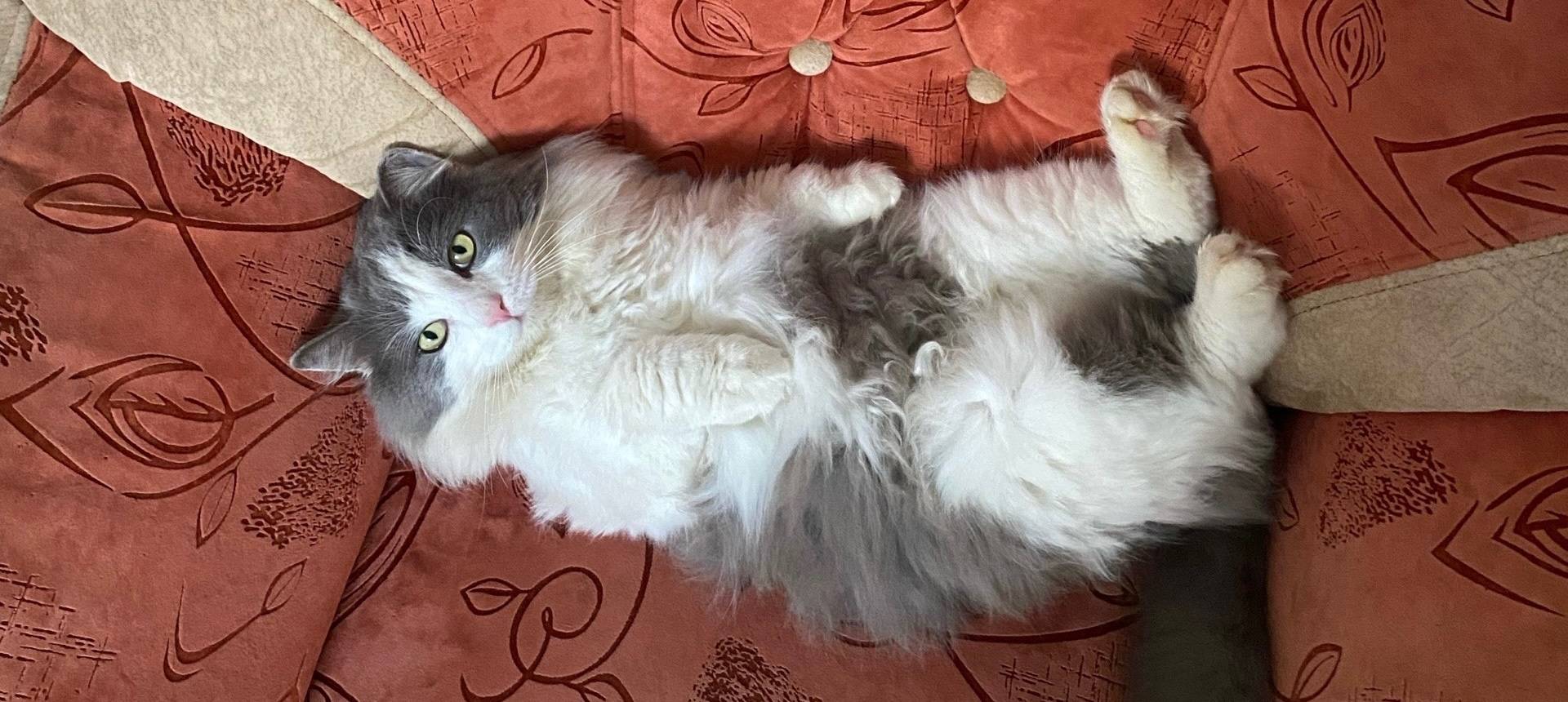 Пропал кот Васенька, улица Осенняя