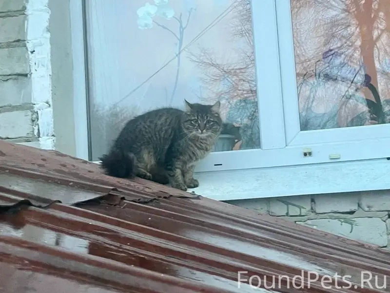 Пропала кошка Мура, Северная часть города