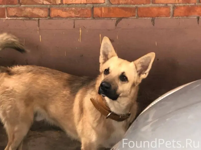 Пропал Персик, собака в ошейнике, Ростов