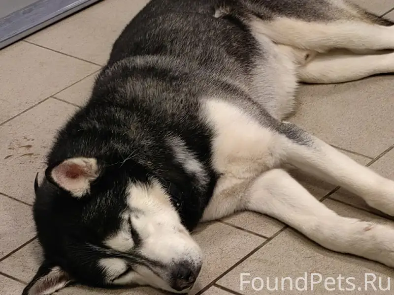 Найден кобель Хаски, в магазине Пятёрочка