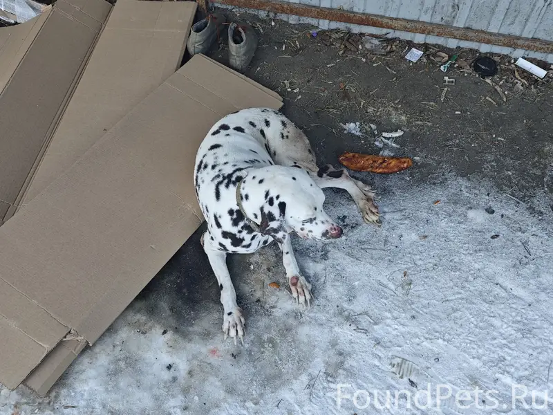 Найден далматин, центральная 16