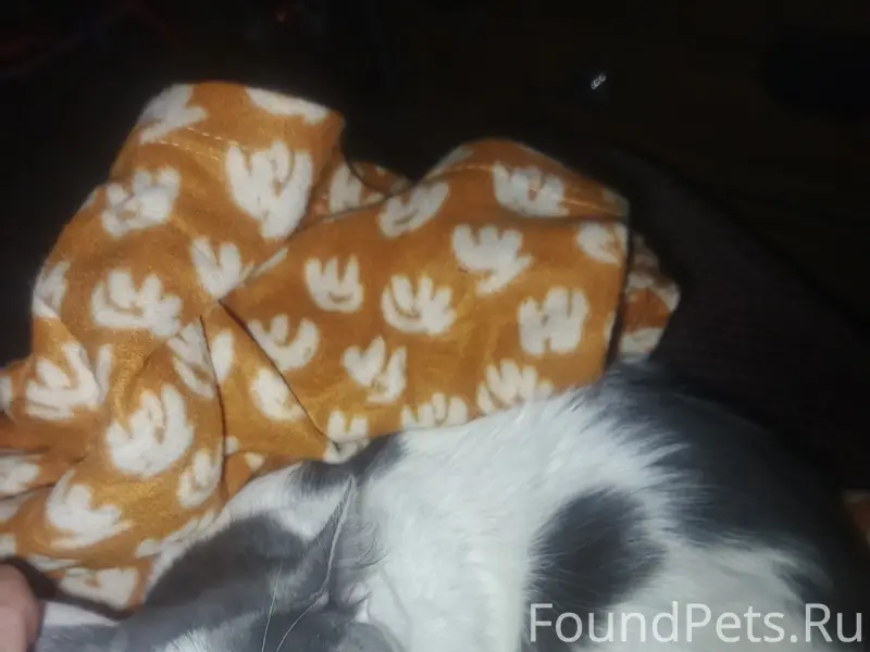 Найдена кошка, у тц амбар