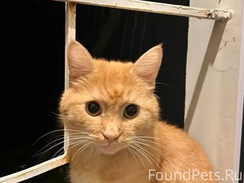 Пропал кот Ричард, район ул. Декабристов