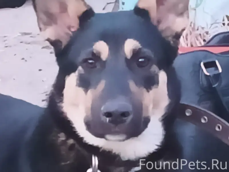 Пропала собака Чара, район бани вагонка