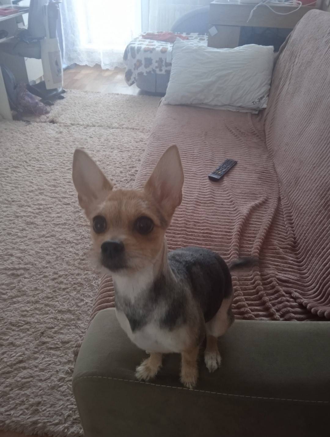 Пропала собака, Красавинская 10