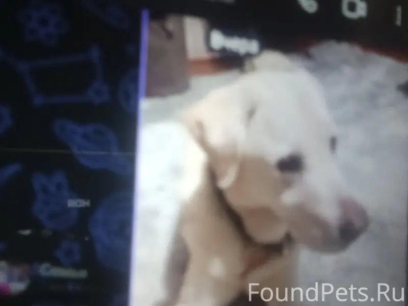 Пропал лабрадор, палевый окрас, ВИЗ