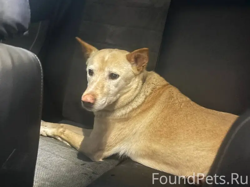 Найден тип собака, Сергиев Посад