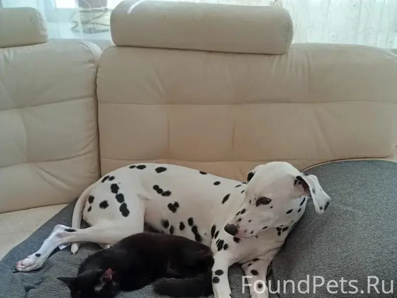 Пропала собака, поселок Нежный