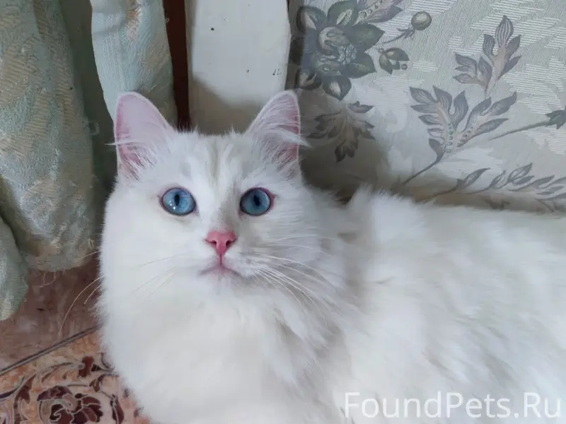 Пропала кошка, ул. Строительная