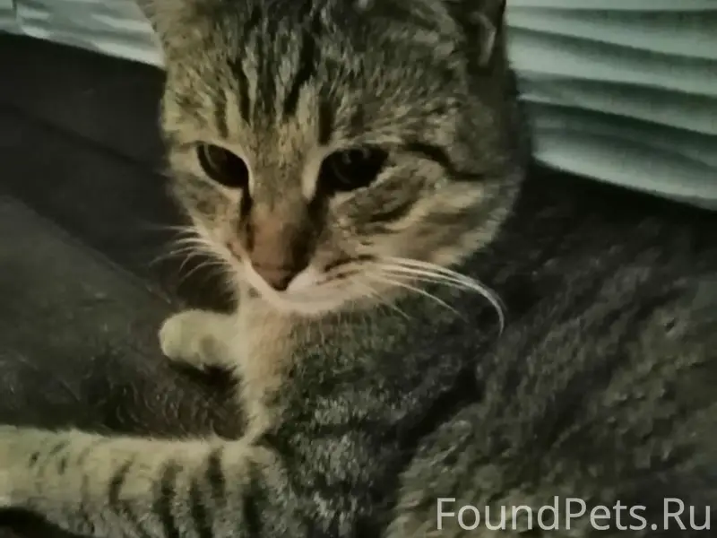 Пропал котик Марысик, Маяковского 16, 18