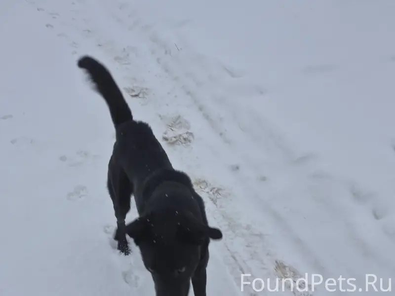 Пропала собака, береговая роща