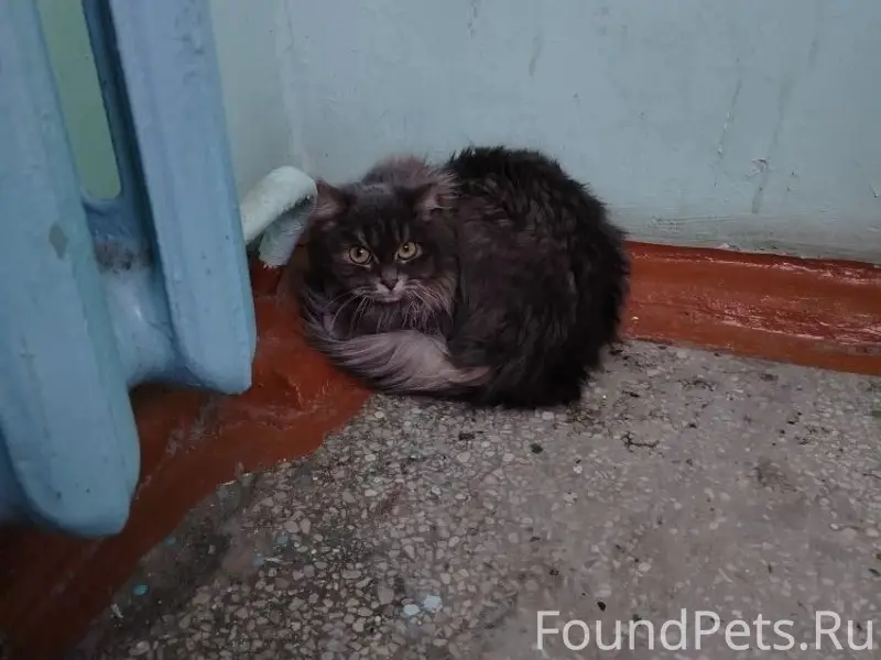 Найдена кошка, подъезд дома Забабахина 11