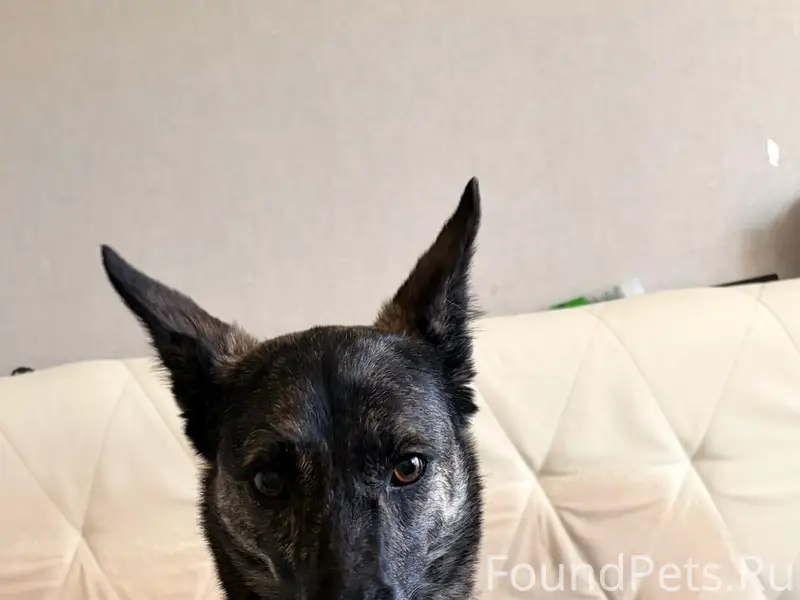 Пропала собака Гира, Заельцовский район