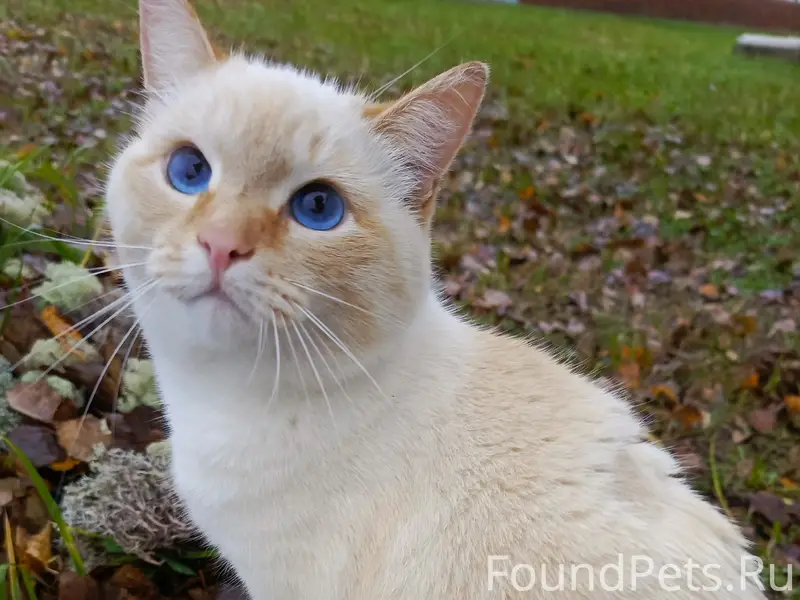 Пропал кот, пос. Школьный