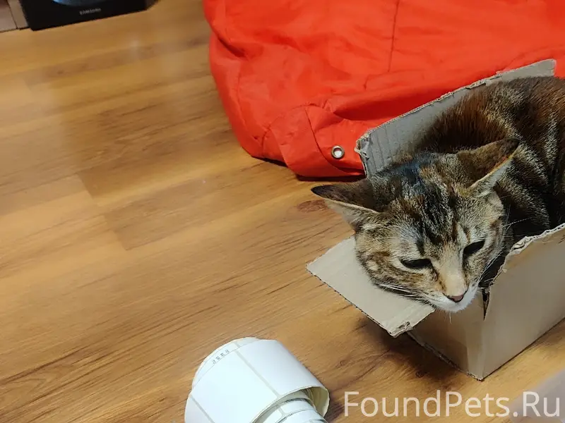 Пропала кошка Пуля, Столетовский проспект