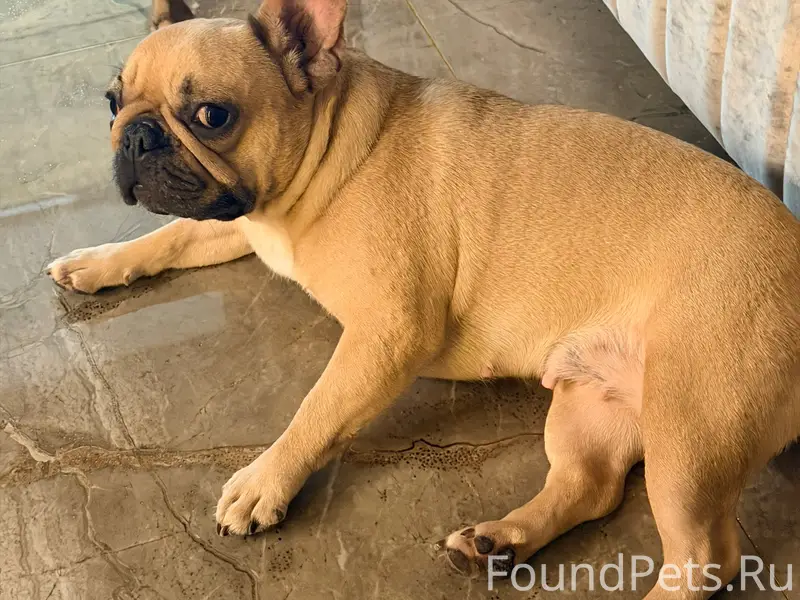 Пропала девочка французский бульдог Феня, улица Саранская