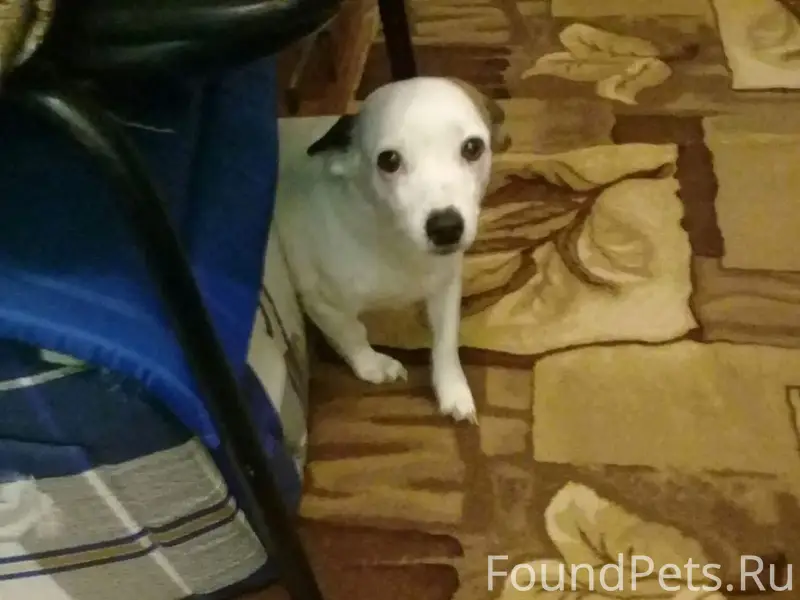 Пропала собака Белка, Горбачи