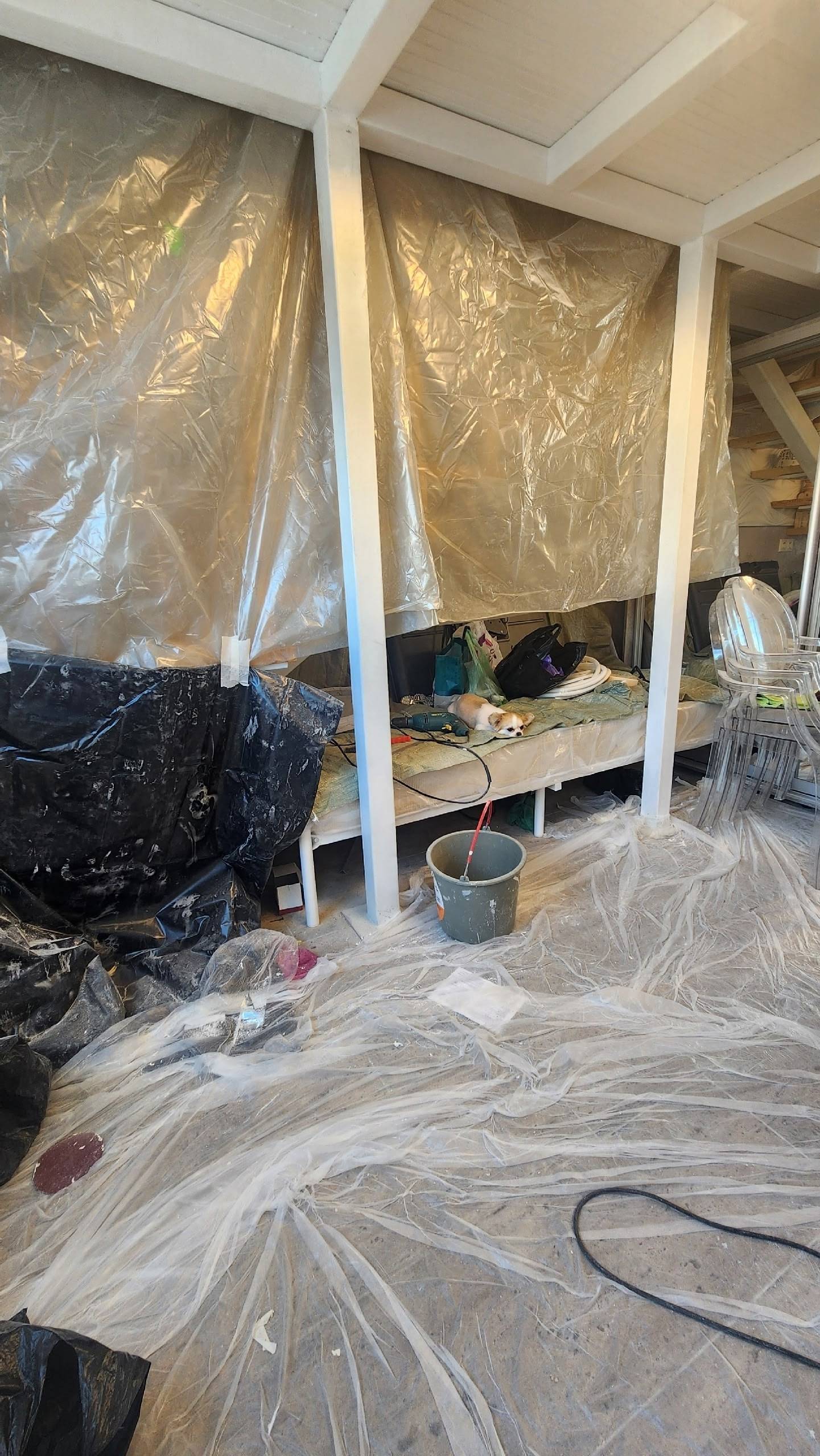 Пропала собака, неизвестна порода, Октябрь 2025