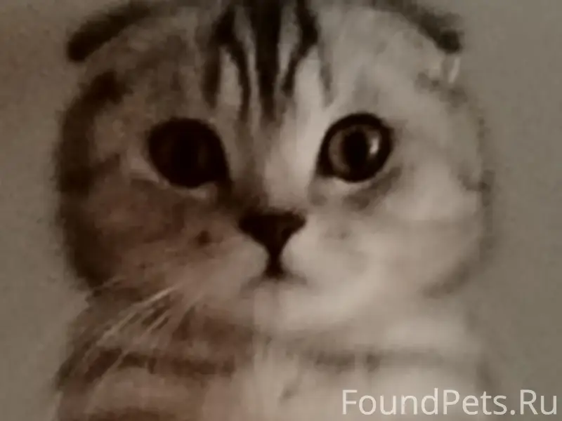 Пропала кошка Есения, Миасс