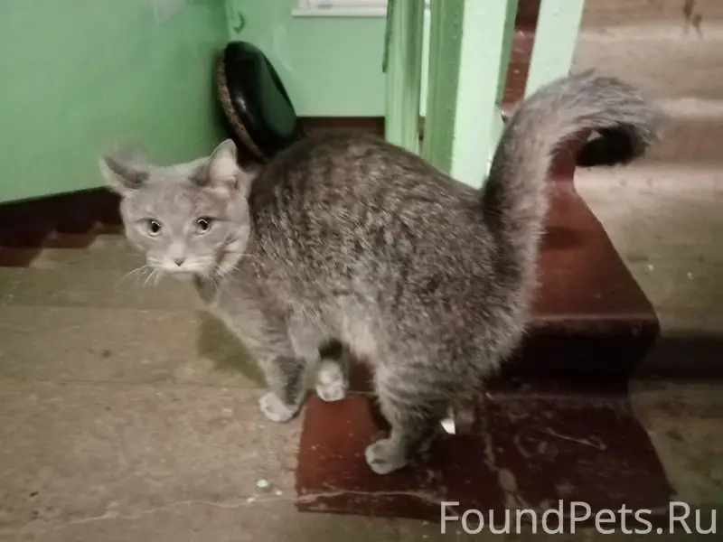Пропала кошка, серая, улица Некрасова