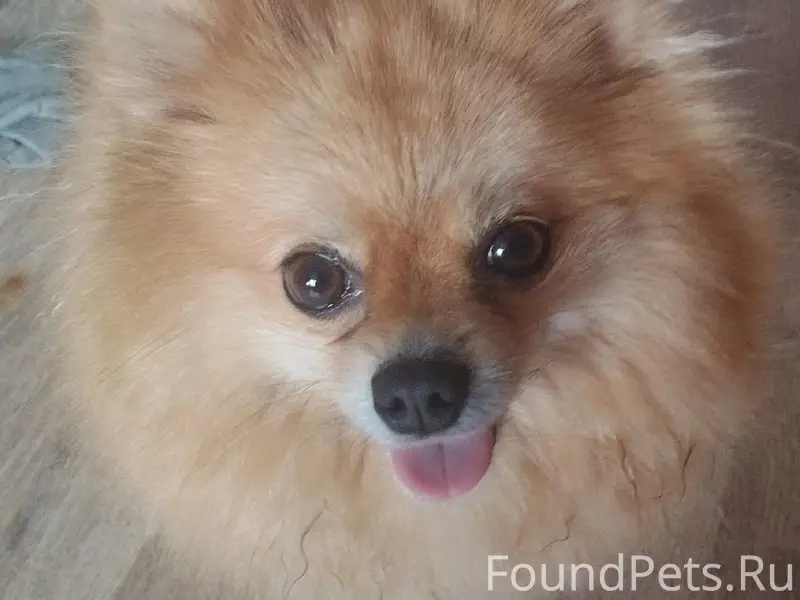 Пропала рыжая собака Маша, шпиц, Центр