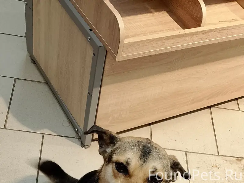 Пропала собака Мия