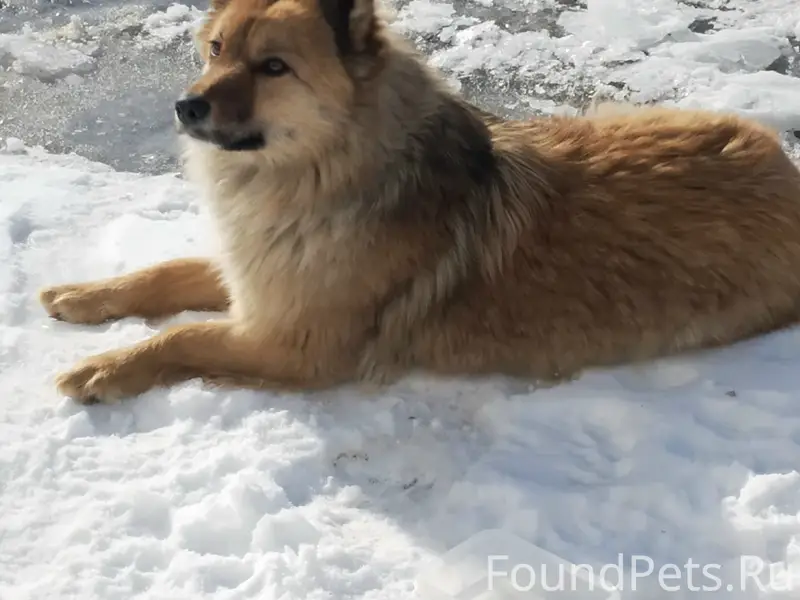 Найден пёс, территория завода