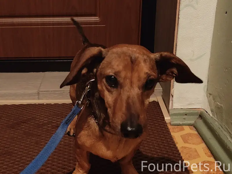 Найден мини-такса, Нововятск