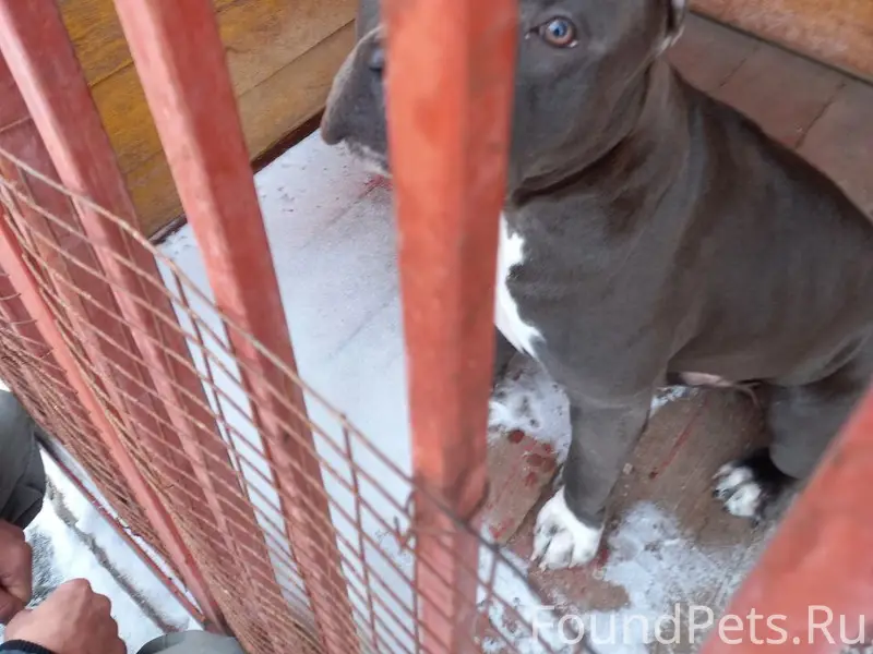 Найден амстаф, мальчик с клеймом