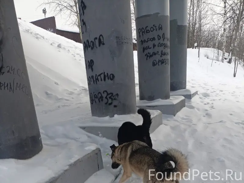 Пропал кобель, Лен. Шоссе