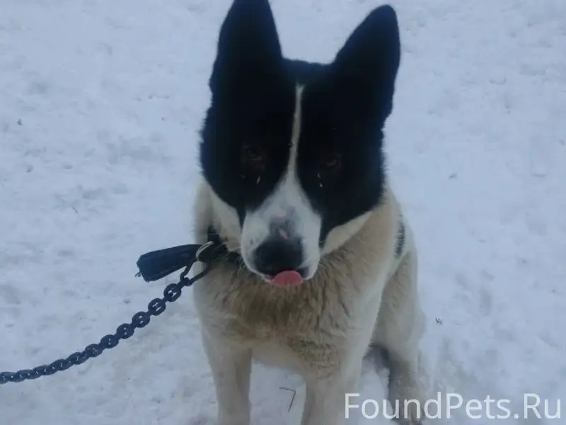 Пропала собака, Благовещенск, село Николаевка