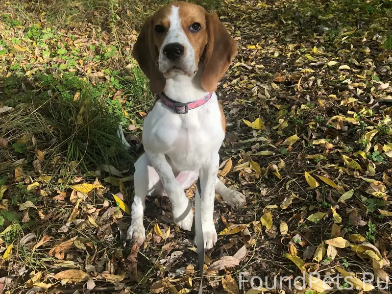 Пропала собака Касю, парк