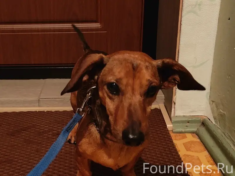 Найден кобель мини-такса, Нововятск