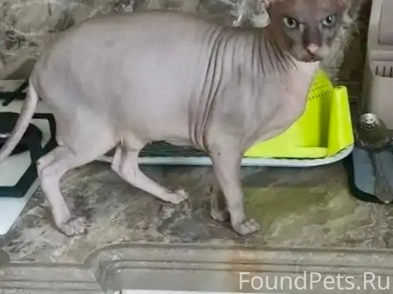 Пропал сфинкс, серый кот, район прп