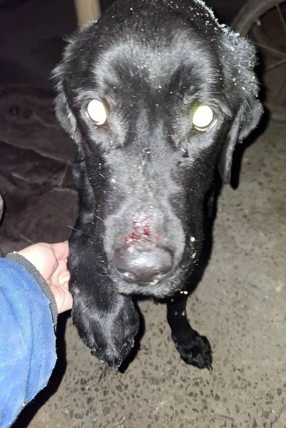 Найден чёрный лабрадор, возможно потерялся