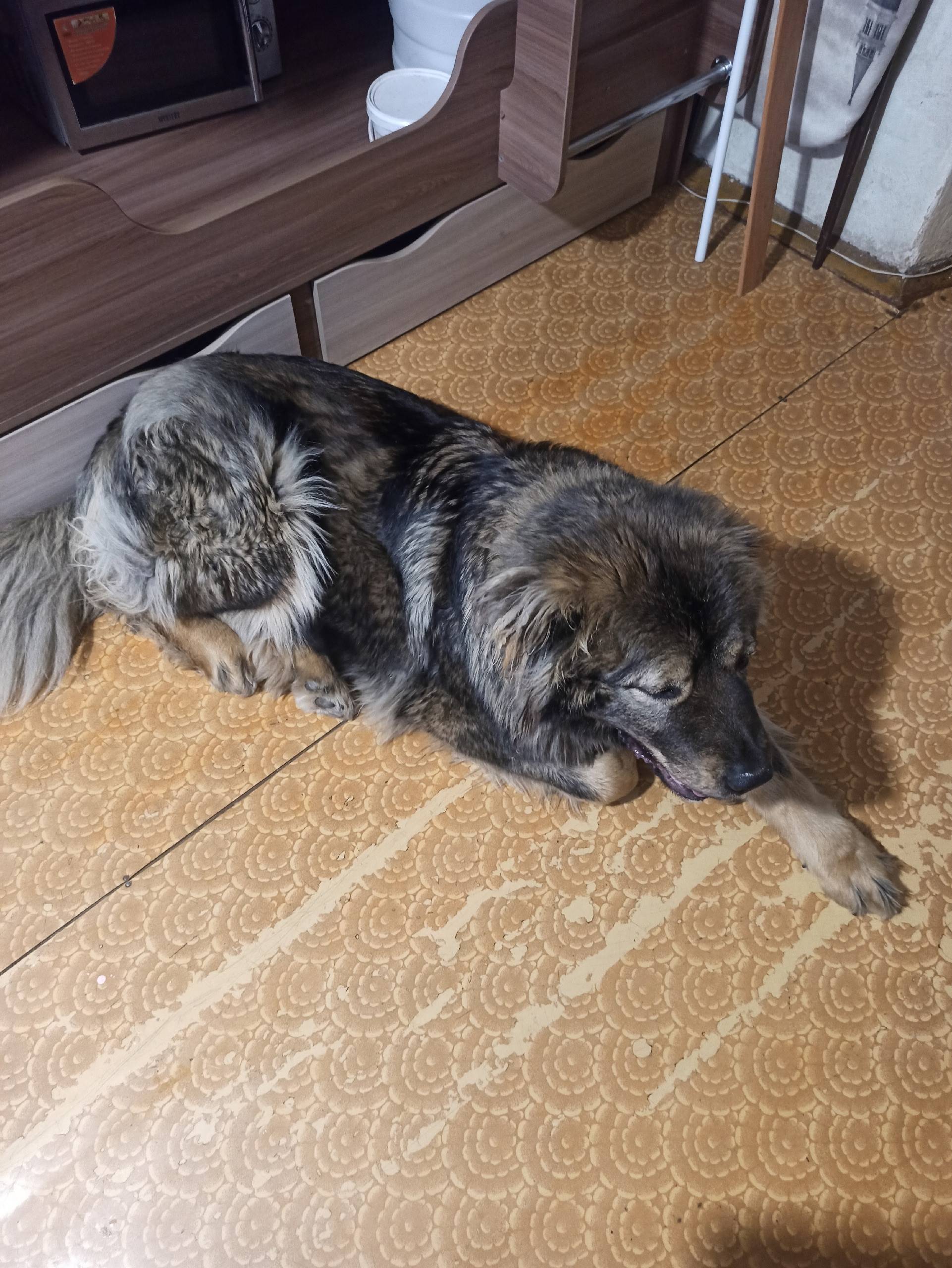 Пропала собака, без породы и клички