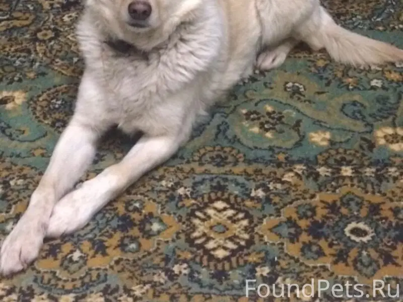 Пропала собака, район 175 универсама