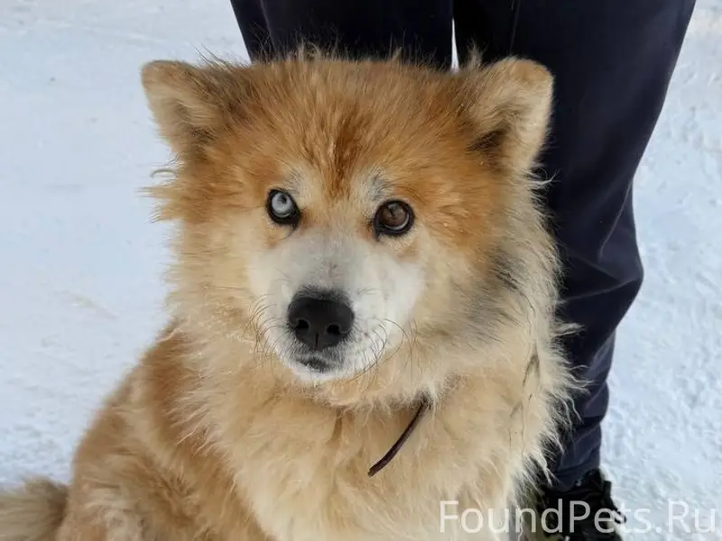 Найден пёс, улица Волгостроя