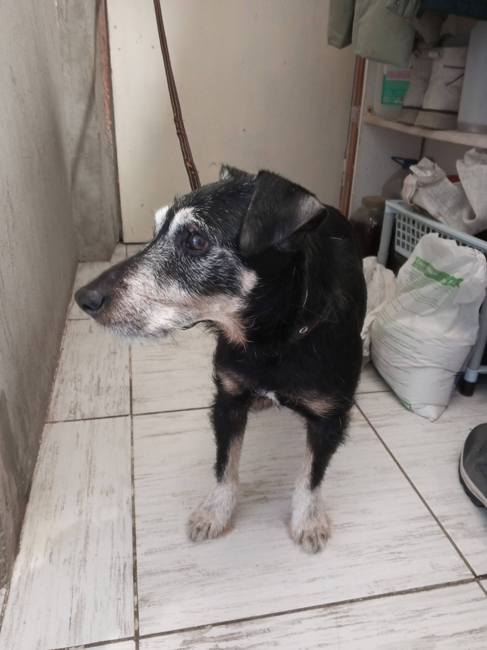 Найден пес, ул. Детская