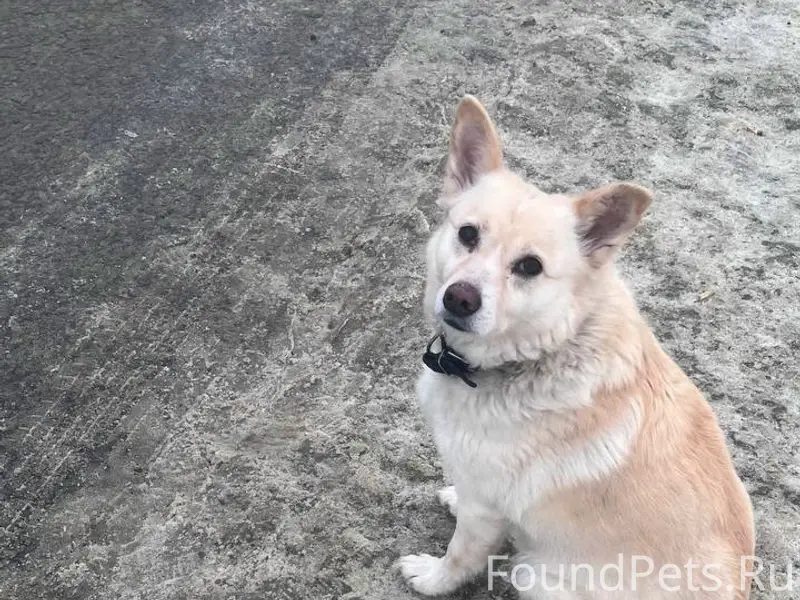 Пропала собака, может быть в любом районе города