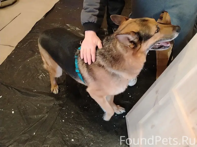 Найден тип собака, 9 Мая